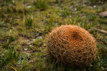 Vida andina del Perú.