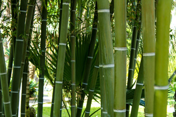 Forest of bamboo canes, Bambusoideae plant