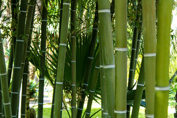 Obraz premium Forest of bamboo canes, Bambusoideae plant