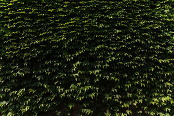 the view of seamless nature plant green textured background
