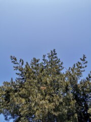 trees in the sky