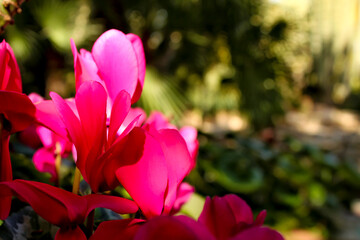 Pink Cyclamen flower in the garden