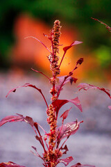 Amaranthus dubius known as red spinach, Chinese spinach, spleen amaranth It belongs to the economically important family Amaranthaceae