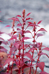red Amaranthus dubius, the red spinach, Chinese spinach, spleen amaranth It belongs to the economically important family Amaranthaceae