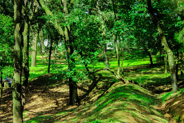 Paisaje, verde, árboles. 