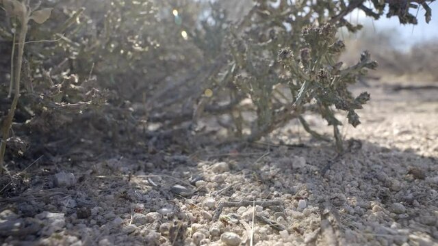 Many ants walk on arid soil near a desert Christmas cactus, cylindropuntia