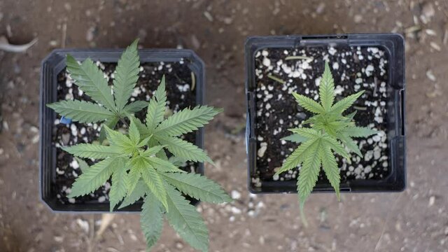 Top view of two young cannabis plant in their own pots with perlite added