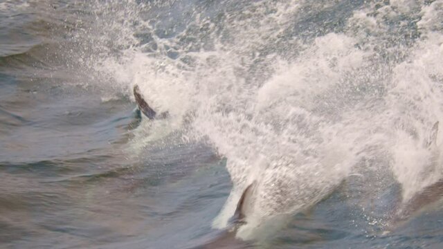 Dolphins surfacing and playing in the water
