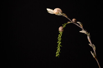 Still life. Concept background and texture. Still life of snails on wild plants