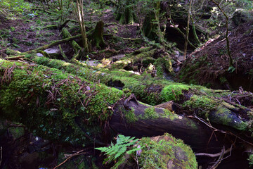 Deep cedar forest of Yakushima, Japan