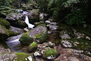 Deep cedar forest of Yakushima, Japan