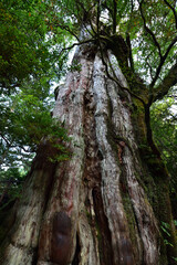 Deep cedar forest of Yakushima, Japan