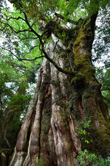 Deep cedar forest of Yakushima, Japan