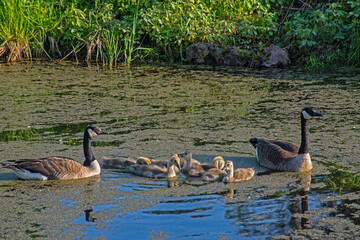 Fototapeta premium Canada Goose family swims in a small pond.
