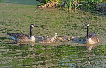 Canada Goose family swims in a small pond.