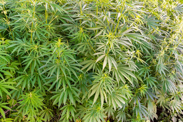 Cultivation of medical canabis on plantation