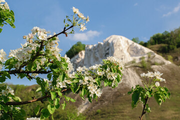 Blossoming spring cherry against the backdrop of chalk mountains