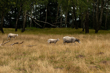 Fototapeta premium Sheep on pastry in Lindholm Hoje, an ancient viking burial site place in Jutland, Denmark