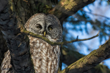  great grey owl or great gray owl (Strix nebulosa)