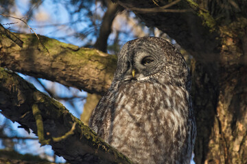  great grey owl or great gray owl (Strix nebulosa)