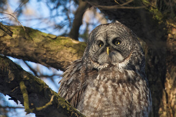  great grey owl or great gray owl (Strix nebulosa)