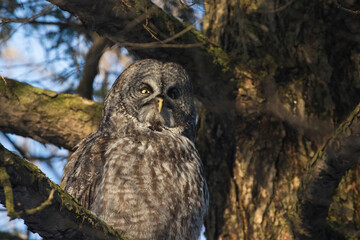  great grey owl or great gray owl (Strix nebulosa)