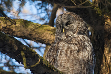  great grey owl or great gray owl (Strix nebulosa)