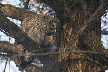  great grey owl or great gray owl (Strix nebulosa)