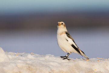 Snow buntings in harsh Canadian winter