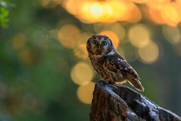 Owl at sunrise. Boreal owl, Aegolius funereus, perched on decayed trunk. Typical small owl with big yellow eyes in first morning sun rays. Known as Tengmalm's owl. Habitat Europe, Asia, N. America.