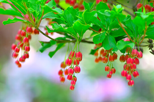 満天星 Images Browse 354 Stock Photos Vectors And Video Adobe Stock