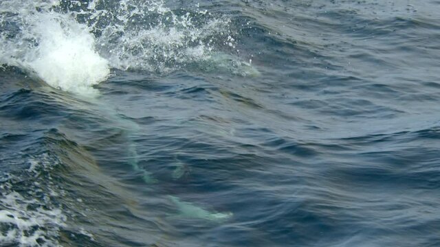 Two dolphins jump and play the water