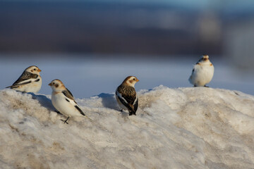 Snow buntings in harsh Canadian winter