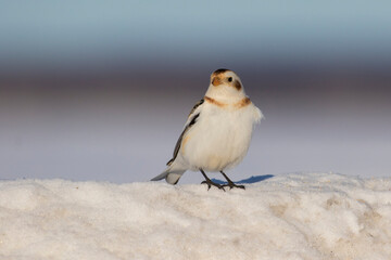 Snow buntings in harsh Canadian winter