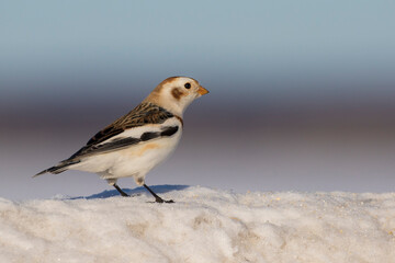 Snow buntings in harsh Canadian winter
