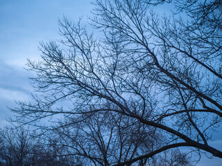 Fototapeta na wymiar Dramatic Blue Sky over Branchless Tree