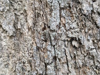 bark of a tree