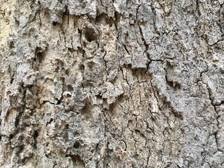 bark of a tree