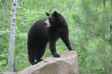 The Black Bear poses in a stretch of green grass.