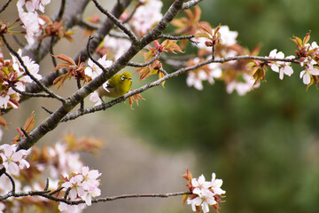 チシマザクラに来たメジロ