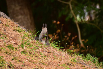 Naklejka premium 斜面で草をかじる秋のエゾリス
