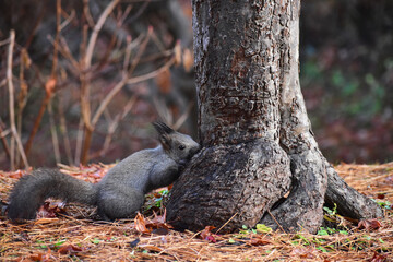 木の根元をなめるエゾリス