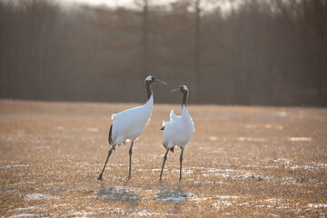 見つめ合うタンチョウ