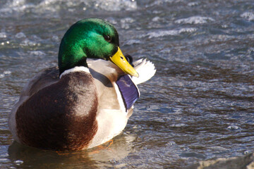 Male Mallard duck in the water