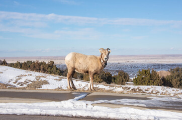 Naklejka premium Bighorn sheep, Badlands National Park, South Dakota, U.S.A