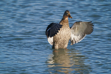 Mallard hen staging (flapping in place) on lake in beautiful sunny but freezing cold late winter day
