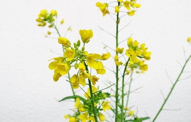 庭の菜の花　春　