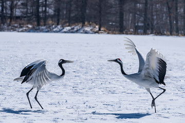 Obraz premium Japanese crane in Tsurui village,Kushiro,Hokkaido,Japan 