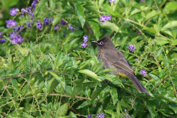 Cape Bulbul in a garden in South Africa