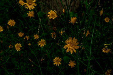 yellow autumn leaves